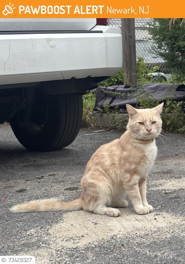 Found/Stray Male Cat last seen Oraton st/The waterfront, Newark, NJ 07104