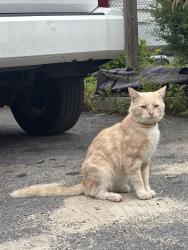 Found/Stray Male Cat last seen Oraton st/The waterfront, Newark, NJ 07104