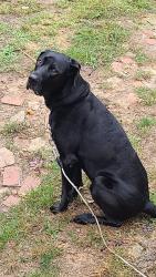 Lost Male Dog last seen Interstate 55, McComb, MS 39648