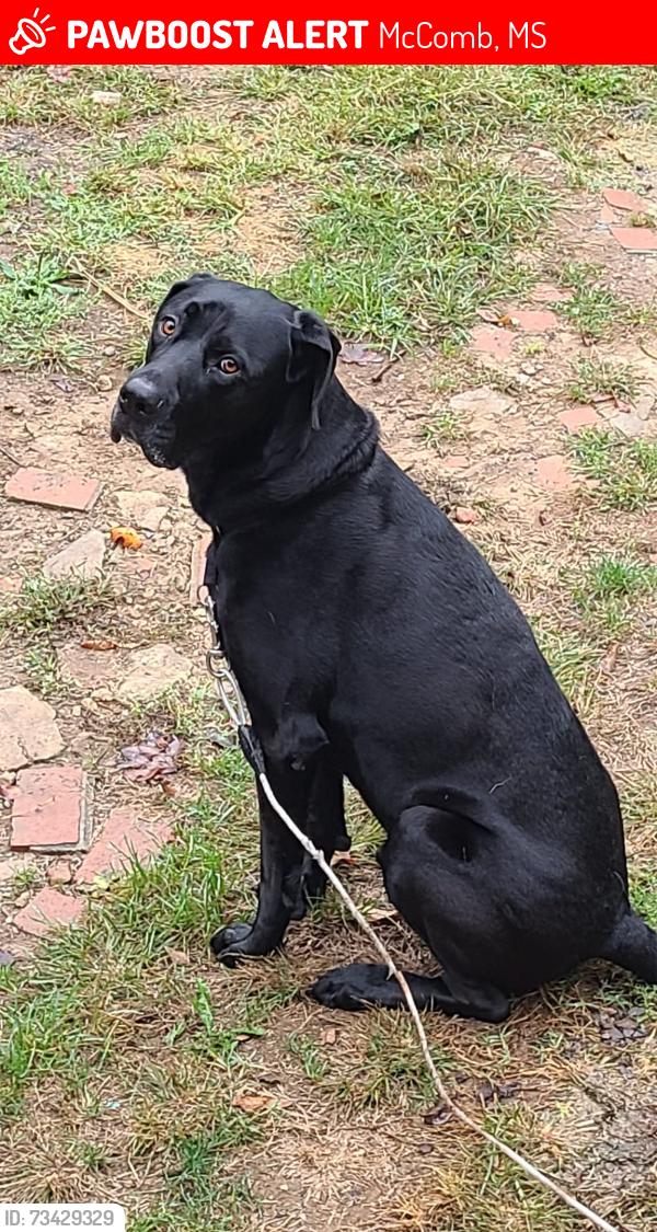 Lost Male Dog last seen Interstate 55, McComb, MS 39648