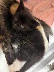 Shelter Stray Male Cat last seen Near block 10th Avenue S, GREAT FALLS, MT, 59405, 1010 25th Ave NE, Great Falls, MT 59404, USA