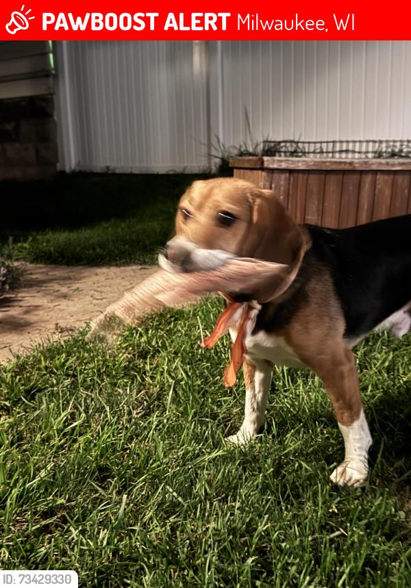 Lost Male Dog last seen Alverno college, Milwaukee, WI 53215