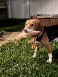 Lost Male Dog last seen Alverno college, Milwaukee, WI 53215