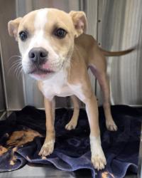Shelter Stray Female Dog last seen Near paula st., La Mesa, CA, 91941, El Cajon, CA 92020, USA