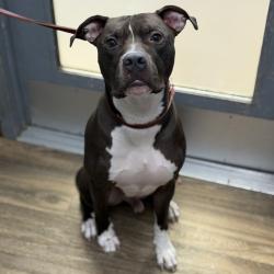 Shelter Stray Male Dog last seen Grantille Trolley Station, San Diego, CA, 92120, 5500 Gaines St, San Diego, CA 92110, USA