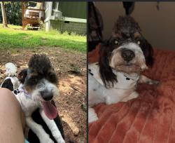 Reunited Male Dog last seen bishop carey, Madison County, GA 30633
