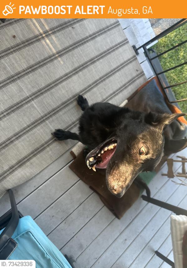 Found/Stray Male Dog last seen Telfair, Augusta, GA 30904