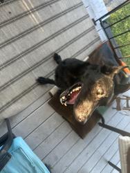 Found/Stray Male Dog last seen Telfair, Augusta, GA 30904