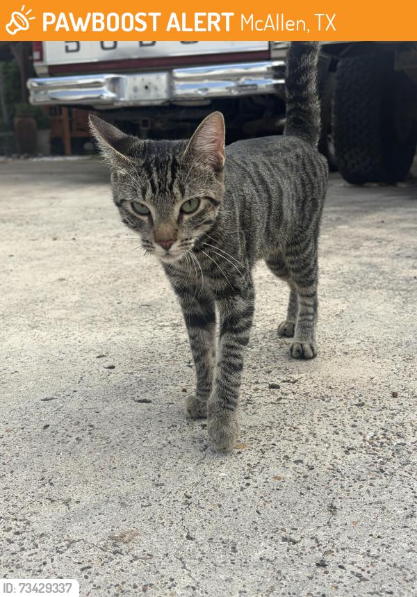 Found/Stray Unknown Cat last seen Memorial Watertower, McAllen, TX 78504