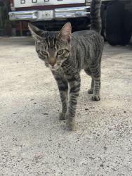 Found/Stray Unknown Cat last seen Memorial Watertower, McAllen, TX 78504