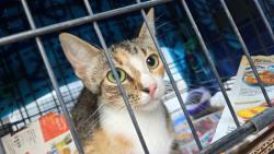 Lost Female Cat last seen Laureland road, Dallas, TX 75241