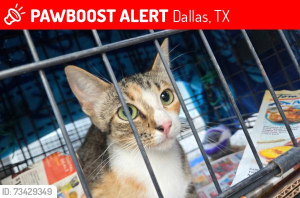 Lost Female Cat last seen Laureland road, Dallas, TX 75241