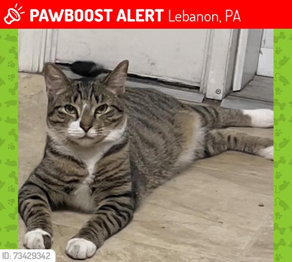 Lost Male Cat last seen Lebanon masjid, Lebanon, PA 17042
