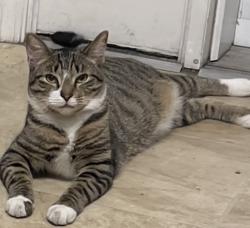 Lost Male Cat last seen Lebanon masjid, Lebanon, PA 17042