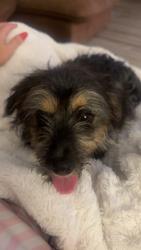 Lost Female Dog last seen Home, New Caney, TX 77357