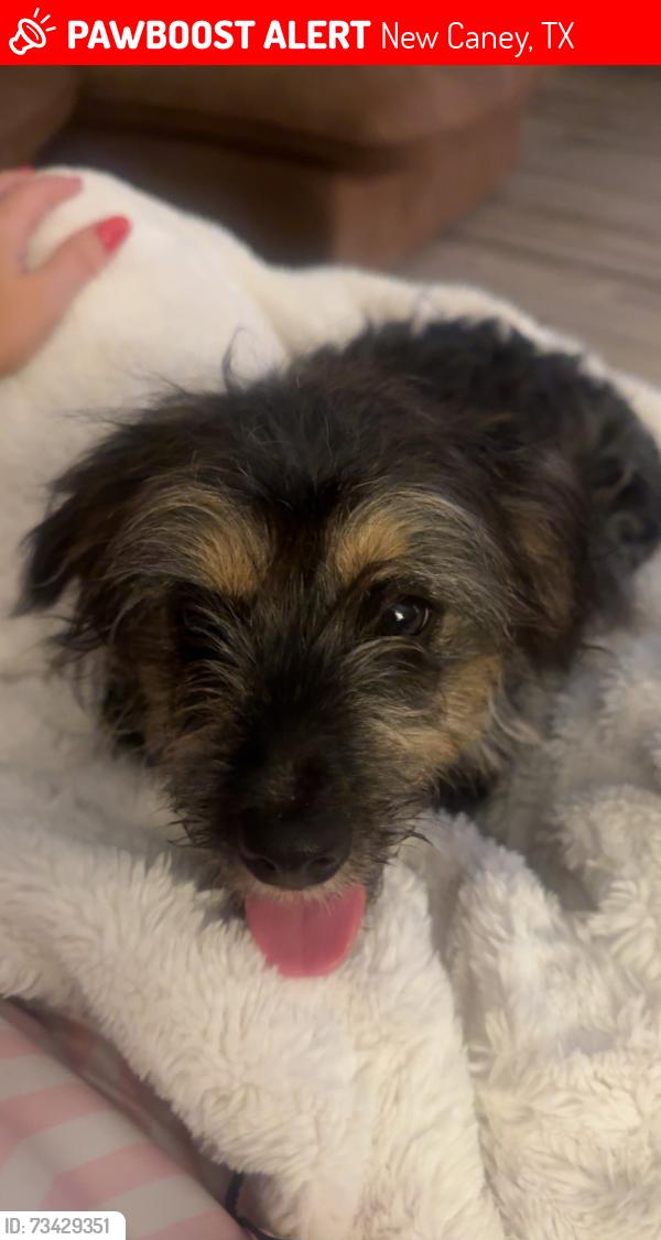 Lost Female Dog last seen Home, New Caney, TX 77357