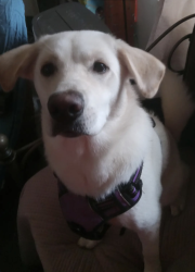Lost Female Dog last seen W Washington Street, Petersburg, VA 23803