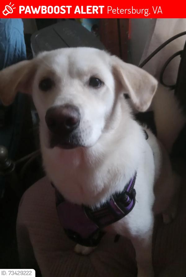 Lost Female Dog last seen W Washington Street, Petersburg, VA 23803