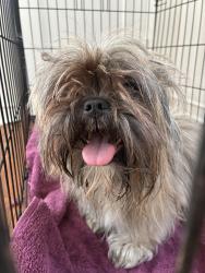 Found/Stray Female Dog last seen 2nd Ave and Adams St., Tucson, AZ 85705