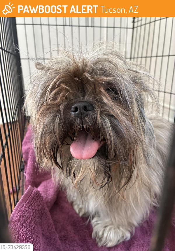 Found/Stray Female Dog last seen 2nd Ave and Adams St., Tucson, AZ 85705
