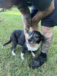 Found/Stray Female Dog last seen W Catharpin Rd and Lawyers Rd, Lawyers Rd, VA 22551