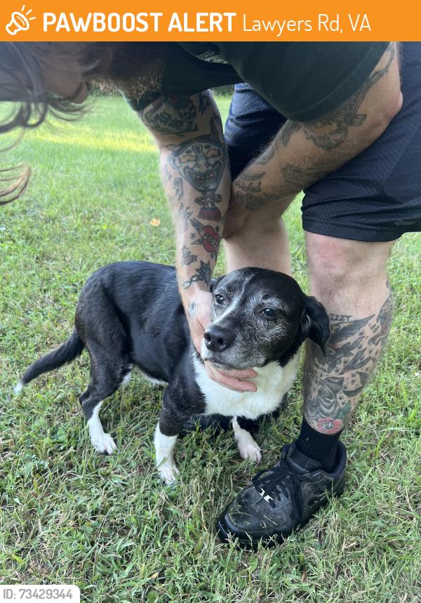 Found/Stray Female Dog last seen W Catharpin Rd and Lawyers Rd, Lawyers Rd, VA 22551