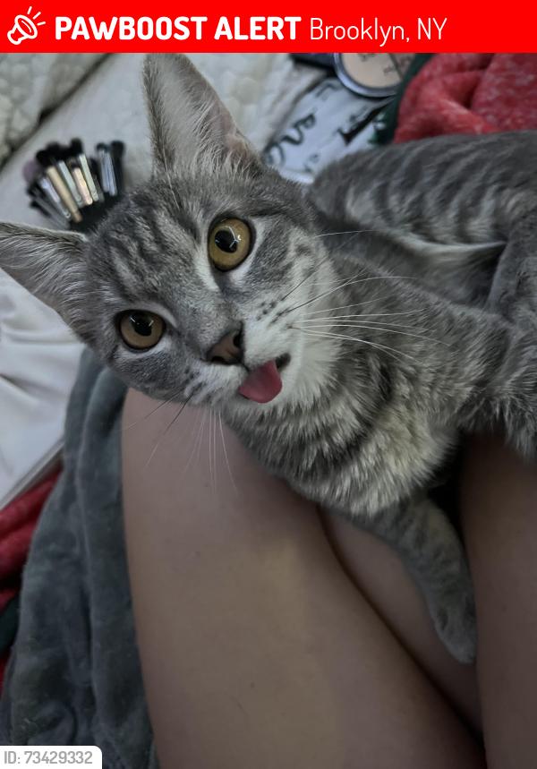 Lost Female Cat last seen Bushwick ave, Brooklyn, NY 11206