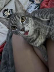 Lost Female Cat last seen Bushwick ave, Brooklyn, NY 11206