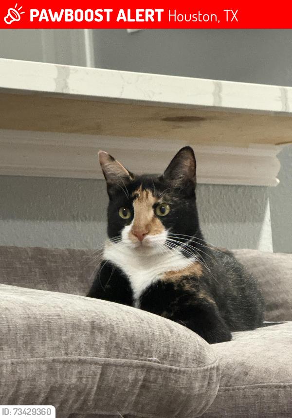 Lost Female Cat last seen Near & hardy, Houston, TX 77073