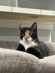 Lost Female Cat last seen Near & hardy, Houston, TX 77073