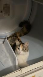 Reunited Female Cat last seen Crystal lake road, Waupaca, WI 54981