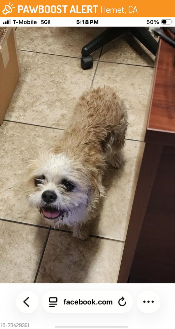 Found/Stray Male Dog last seen Walmart, Hemet, CA 92583
