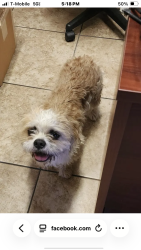 Found/Stray Male Dog last seen Walmart, Hemet, CA 92583