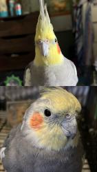 Lost Male Bird last seen Sierra Vista Elementary School, La Habra, CA 90631