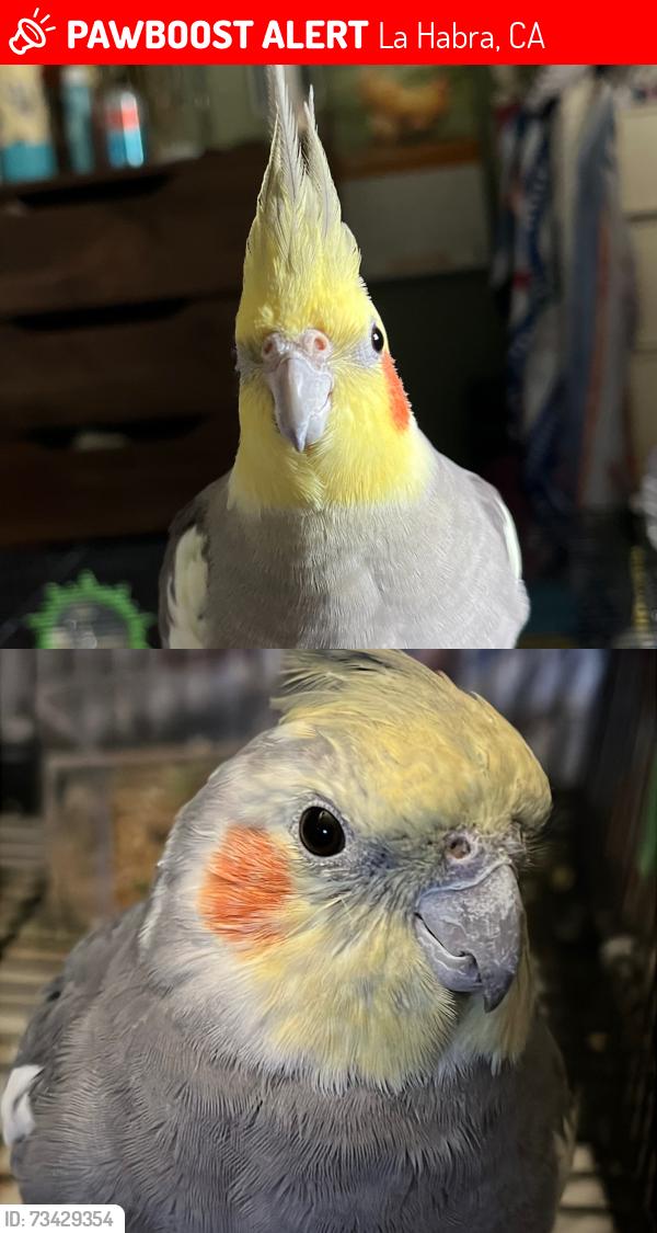 Lost Male Bird last seen Sierra Vista Elementary School, La Habra, CA 90631