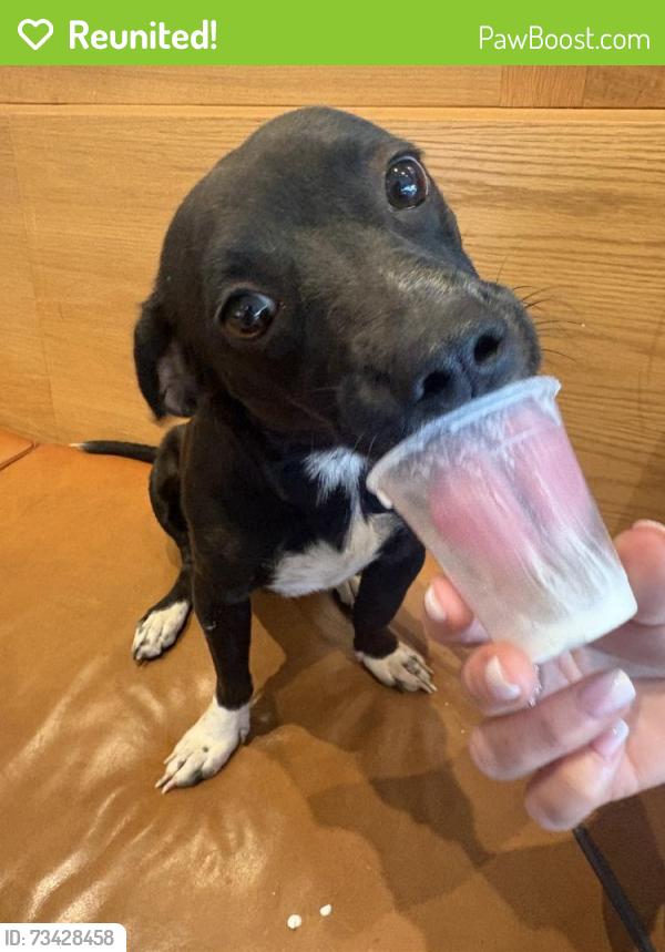 Reunited Female Dog last seen Lone Tree Wy, Antioch, CA, USA, Antioch, CA 94531
