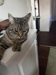 Lost Male Cat last seen Main Street and pearl street Manchester, Manchester, CT 06040