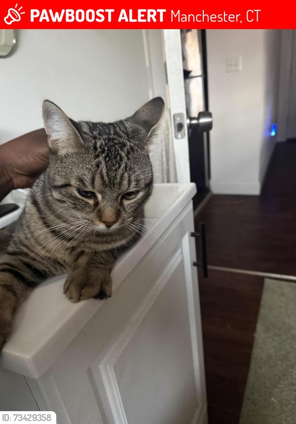 Lost Male Cat last seen Main Street and pearl street Manchester, Manchester, CT 06040