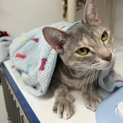 Shelter Stray Female Cat last seen , 3607 N Armenia Ave, Tampa, FL 33607, USA