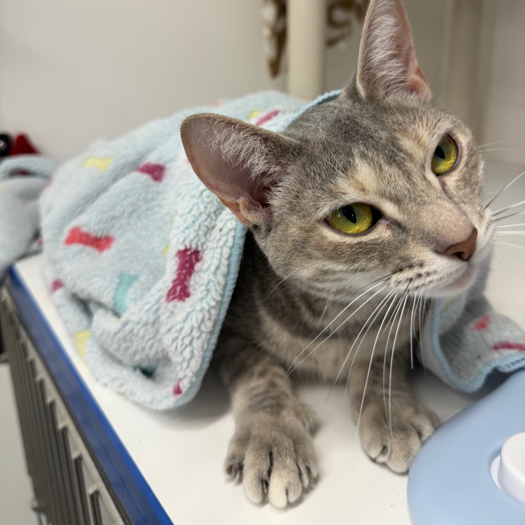 Shelter Stray Female Cat last seen , 3607 N Armenia Ave, Tampa, FL 33607, USA