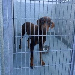 Shelter Stray Unknown Dog last seen , 12910 Yukon Ave, Hawthorne, CA 90250, USA