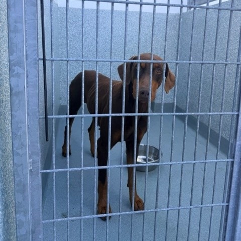Shelter Stray Unknown Dog last seen , 12910 Yukon Ave, Hawthorne, CA 90250, USA