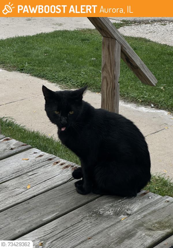Found/Stray Unknown Cat last seen N Harrison and New York St, Aurora, IL 60506