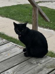 Found/Stray Unknown Cat last seen N Harrison and New York St, Aurora, IL 60506