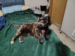 Lost Female Cat last seen 179th PL NE and 37th Dr Ne, Arlington, WA 98223