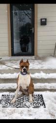 Lost Male Dog last seen Pep Boys at the intersection of Camp Bowie and SH 183, Fort Worth, TX 76116