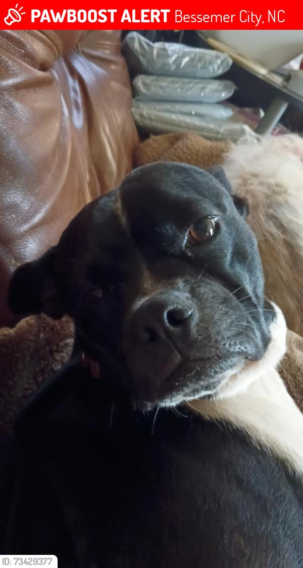 Lost Male Dog last seen Near Hedrick Rd Bessemer city NC, Bessemer City, NC 28016