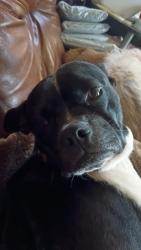 Lost Male Dog last seen Near Hedrick Rd Bessemer city NC, Bessemer City, NC 28016