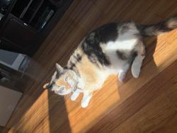 Reunited Female Cat last seen The end of Lynn Drive, Rome, GA 30165