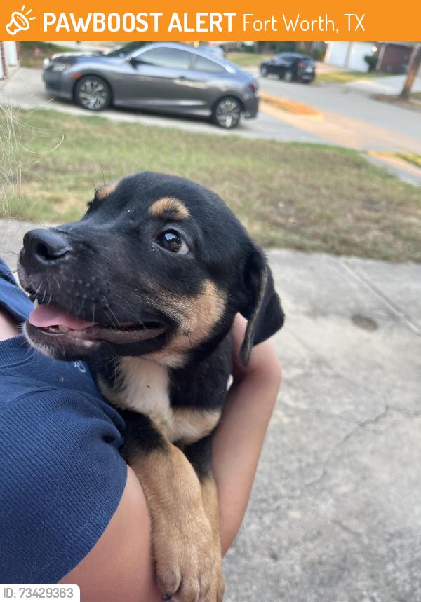 Found/Stray Male Dog last seen Teal and Birchbend ln, Fort Worth, TX 76137